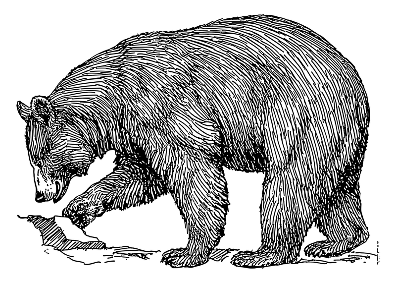 Illustration of a bear representing note search functionality in Zoonote