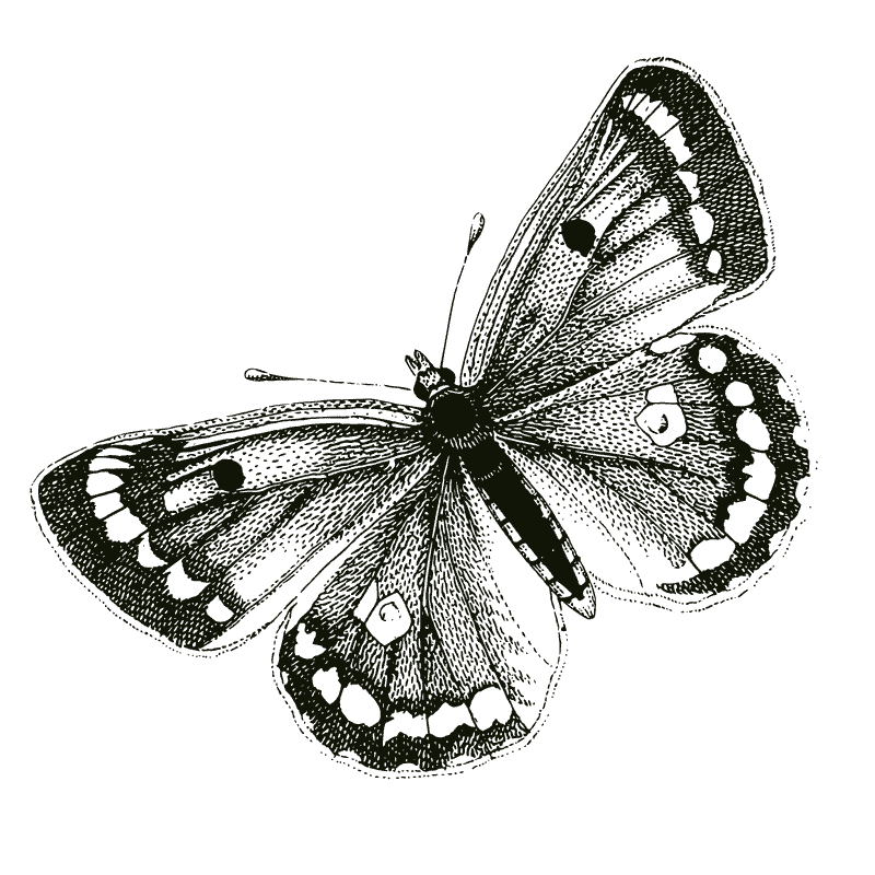 Illustration of a butterfly representing dark mode in Zoonote app