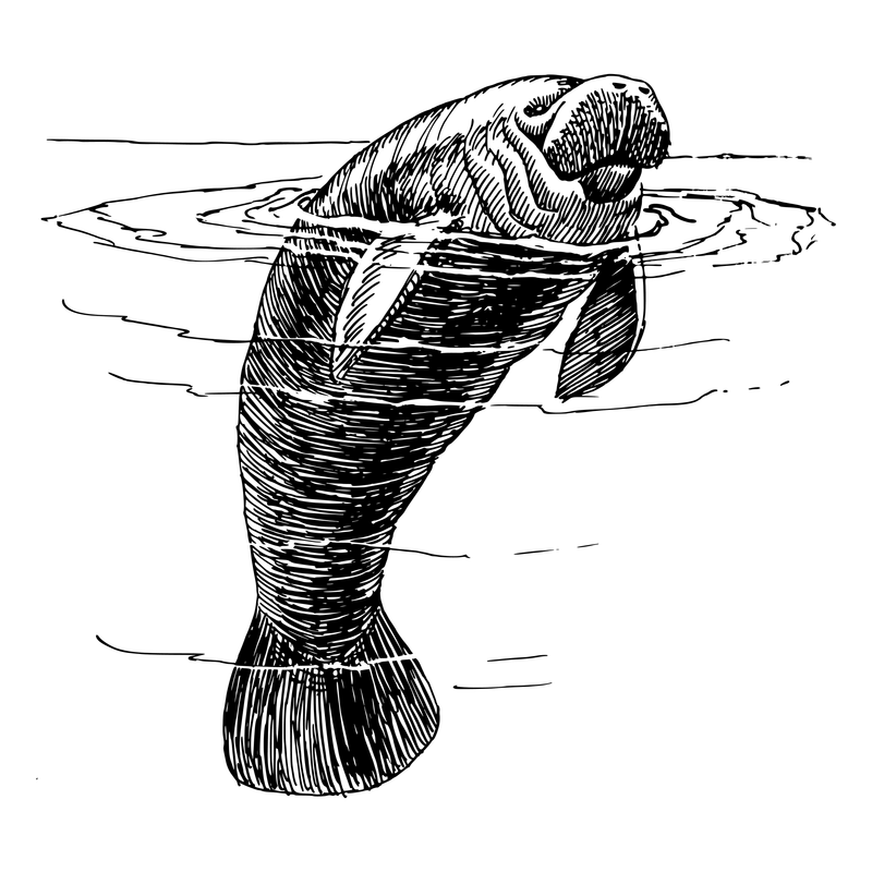 Illustration of a manatee representing private notes feature in Zoonote