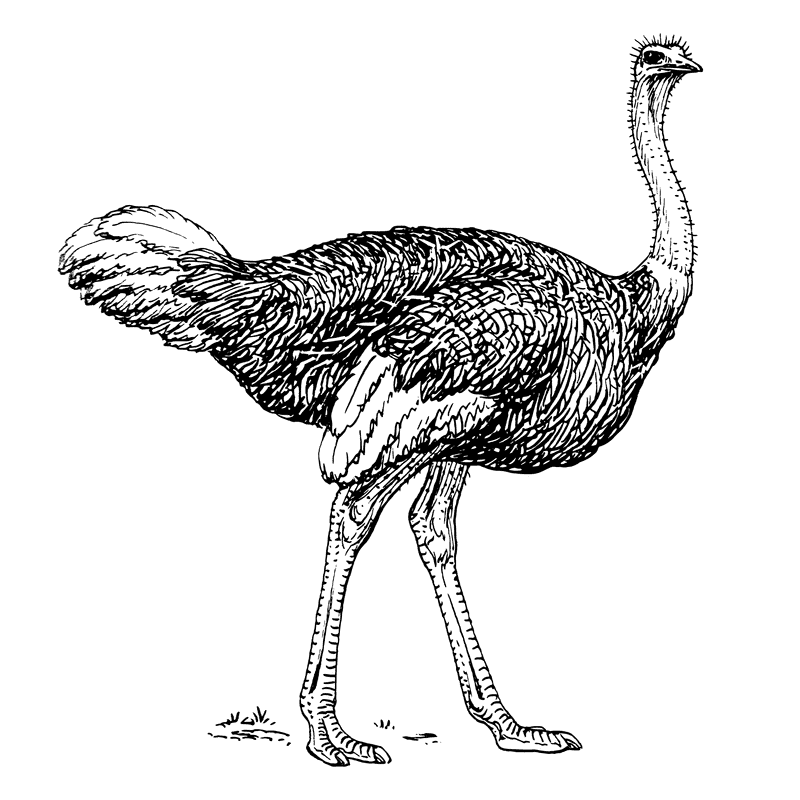 Illustration of an ostrich representing the Zoonote home screen widget
