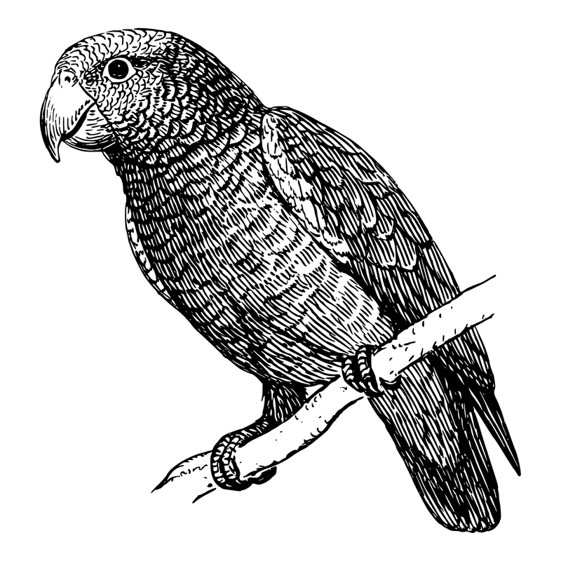 Illustration of a parrot representing speech-to-text voice transcription in Zoonote